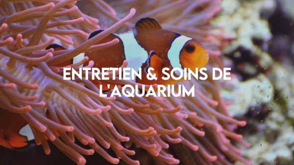 Entretien_et_soin_de_aquarium