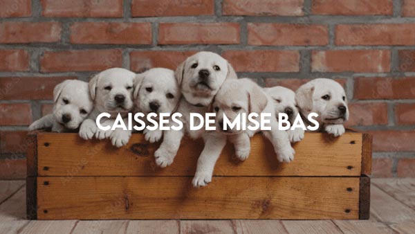 Caisse_de_mises_bas