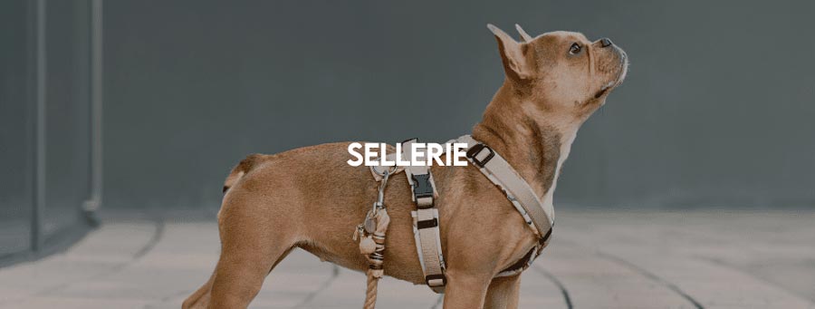 sellerie_pour_chien