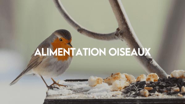 Alimentation_oiseaux
