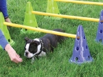 FitPaws mini haie Canine Gym Dog Agility