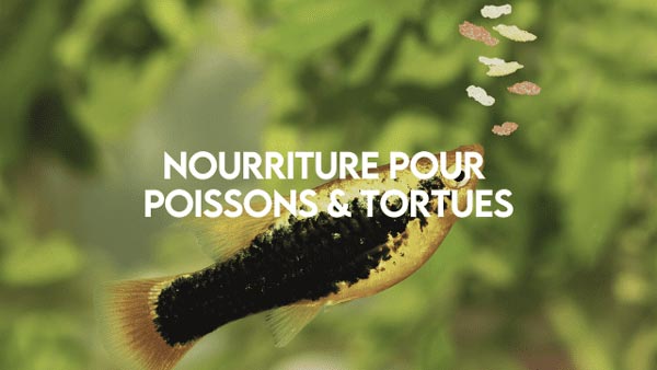 Nourriture_pour_poissons_tortues