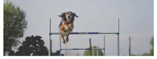 Obstacles de sport canin